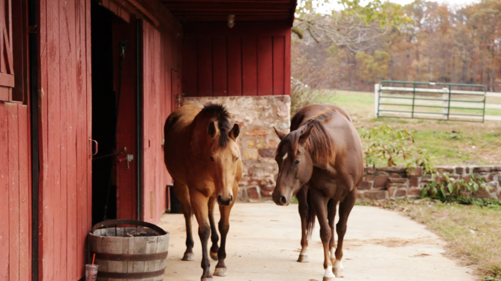 Equine therapy horses