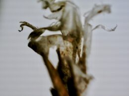 Microscopic close-up of natural material with shades of brown, tan, and white. The edges are feathered and slightly out of focus to give it an underwater look.