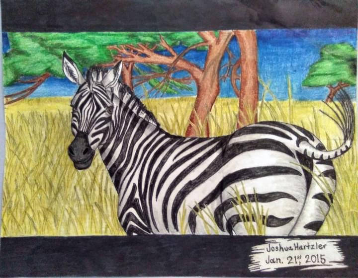 Mixed media drawing of a zebra in a field of yellow grass