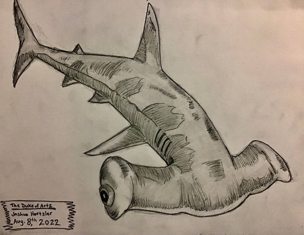 Mixed media black and white drawing of a hammerhead shark